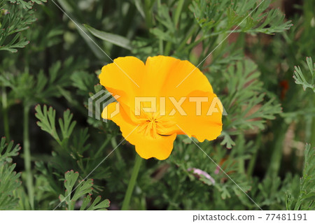 開花在春天公園的加利福尼亞鴉片橙色花 開花在春天公園的加利福尼亞鴉片橙色花 77481191