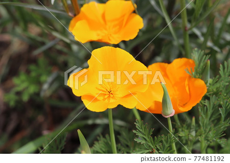 開花在春天公園的加利福尼亞鴉片橙色花 開花在春天公園的加利福尼亞鴉片橙色花 77481192