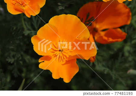 開花在春天公園的加利福尼亞鴉片橙色花 開花在春天公園的加利福尼亞鴉片橙色花 77481193