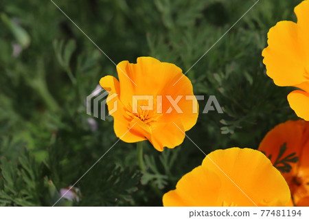 開花在春天公園的加利福尼亞鴉片橙色花 開花在春天公園的加利福尼亞鴉片橙色花 77481194