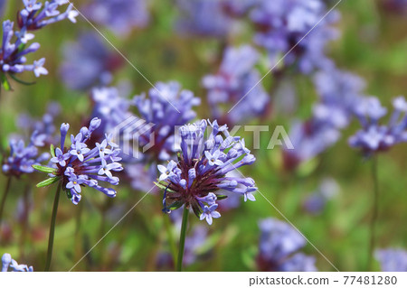 Asperula 花田 77481280