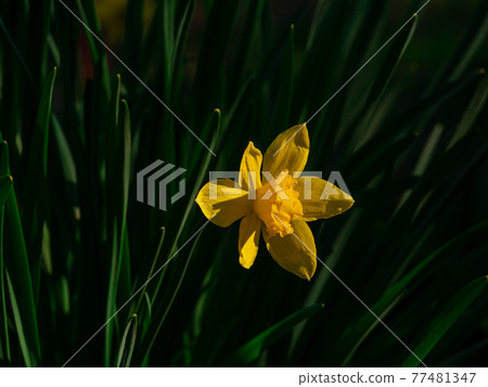 Beautiful yellow daffodil flowers with green leaves growing on flowerbed on blurred nature background. Beautiful yellow daffodil flowers with green leaves growing on flowerbed on blurred nature background. 77481347