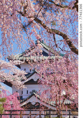 Hirosaki Castle castle tower and cherry blossoms in full bloom Hirosaki Park Hirosaki City, Aomori Prefecture 77481366
