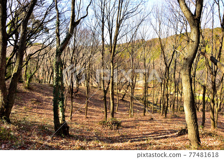 落葉林 77481618