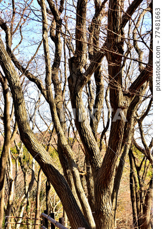 Deciduous forest 77481663