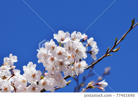 Cherry blossoms in blue sky Cherry blossoms in blue sky 77481698