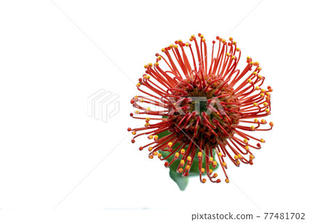 Pin cushion flowers 77481702