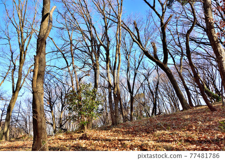 Deciduous forest 77481786