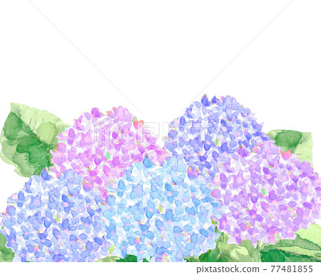 Hydrangea flowers blooming in the garden [Watercolor] White background with copy space PNG 77481855