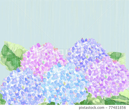 Hydrangea flowers on a rainy day [Watercolor] White background with copy space 77481856
