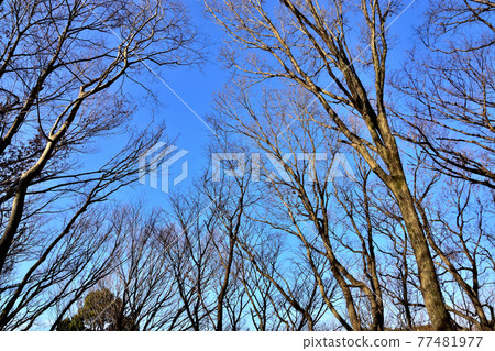 Deciduous forest Deciduous forest 77481977