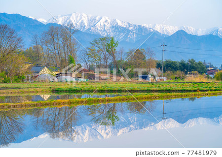 Paddy fields and water mirrors in Azumino City in early summer [Nagano Prefecture] 77481979