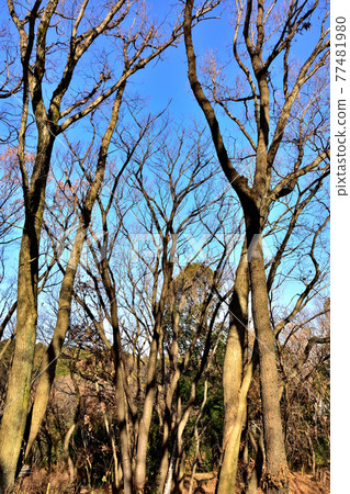 Deciduous forest 77481980