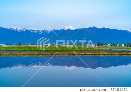 Paddy fields and water mirrors in Azumino City in early summer [Nagano Prefecture] 77481981