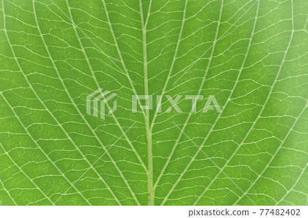 Leaves and veins of Cornus macrophylla (Kumano Mizuki) 77482402