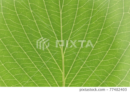 Leaves and veins of Cornus macrophylla (Kumano Mizuki) Leaves and veins of Cornus macrophylla (Kumano Mizuki) 77482403
