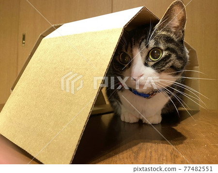 一隻打算躲在紙板箱裡的貓 77482551
