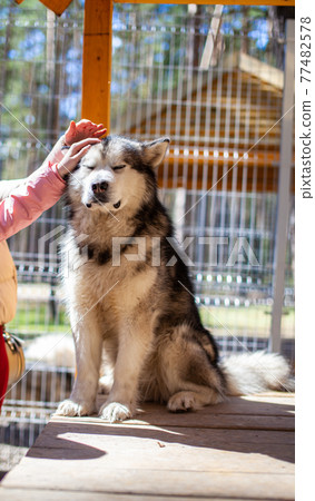 A beautiful and kind Alaskan Malamute shepherd sits in an enclosure 77482578