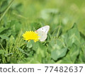 White Colias erate 吸吮蒲公英花蜜 1 77482637