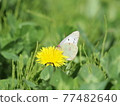 White Colias erate 吸吮蒲公英花蜜 2 77482640