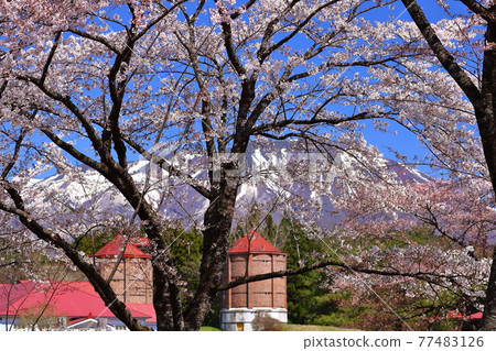 岩手縣岩手郡雫石町小岩井農場上丸牛舍的櫻花 77483126