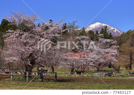Cherry blossoms at Koiwai Farm Uemaru Cowshed, Shizukuishi-cho, Iwate-gun, Iwate Prefecture Cherry blossoms at Koiwai Farm Uemaru Cowshed, Shizukuishi-cho, Iwate-gun, Iwate Prefecture 77483127