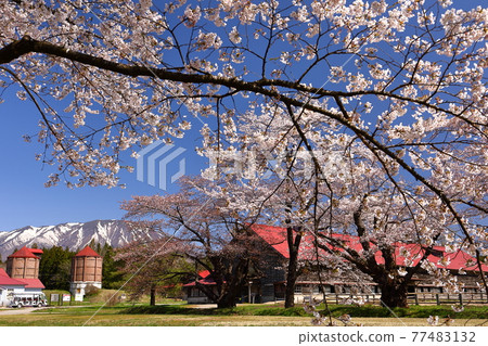 岩手縣岩手郡雫石町小岩井農場上丸牛舍的櫻花 岩手縣岩手郡雫石町小岩井農場上丸牛舍的櫻花 77483132