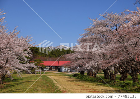 岩手縣岩手郡雫石町小岩井農場上丸牛舍的櫻花 岩手縣岩手郡雫石町小岩井農場上丸牛舍的櫻花 77483133