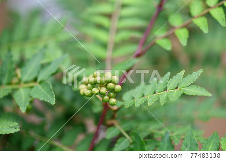 日本胡椒的未成熟果實 77483138