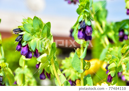 一朵花名叫Cerinthe 77484110