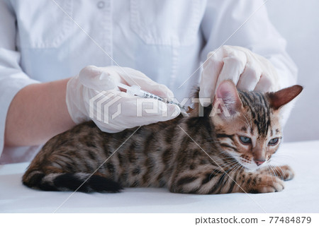 The veterinarian vaccinates the kitten. Subcutaneous injection. Treatment. A coronavirus vaccination. The concept of prevention and protection. The veterinarian vaccinates the kitten. Subcutaneous injection. Treatment. A coronavirus vaccination. The concept of prevention and protection. 77484879