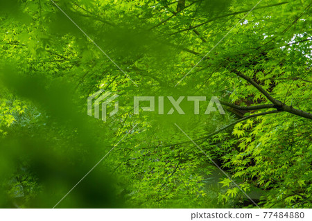 藍色秋天的落葉的地毯 藍色秋天的落葉的地毯 77484880