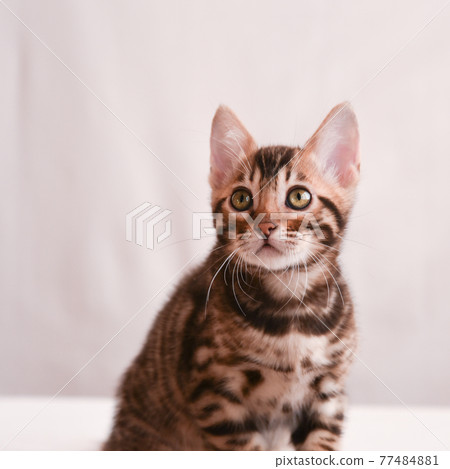 a small curious kitten looks directly into the camera. Portrait The concept of curiosity and surprise. a small curious kitten looks directly into the camera. Portrait The concept of curiosity and surprise. 77484881