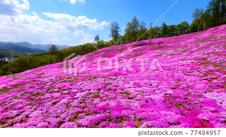 Impressed! A spectacular view of the moss phlox that is colored pink all over the mountain 77484957