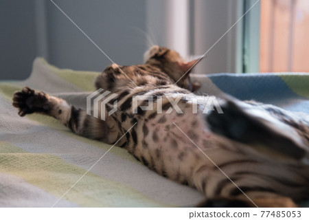 Belly of a Bengal cat. Shaved belly with a neat seam after sterilization. A week passed after the operation. Close up. 77485053