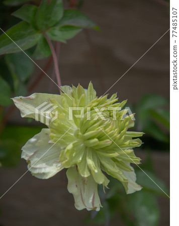 雙花鐵線蓮 雙花鐵線蓮 77485107