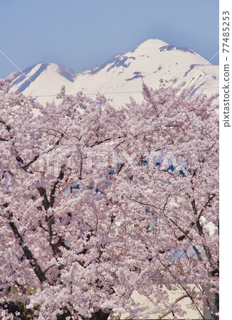 從青森縣弘前市盛開的弘前公園看磐城山 77485253