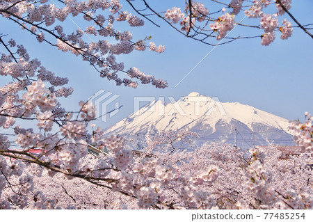 Mt. Iwaki seen from Hirosaki Park in full bloom, Hirosaki City, Aomori Prefecture Mt. Iwaki seen from Hirosaki Park in full bloom, Hirosaki City, Aomori Prefecture 77485254