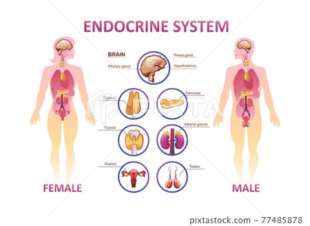 human endocrine system organs poster - Stock Illustration [77485878 ...