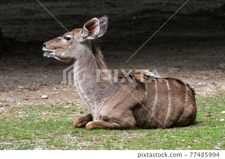 The common eland, Taurotragus oryx is a savannah antelope The common eland, Taurotragus oryx is a savannah antelope 77485994