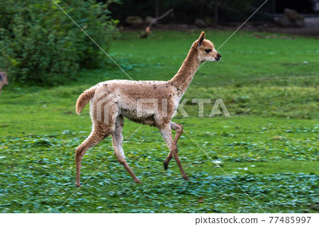 Vicunas, Vicugna Vicugna, relatives of the llama Vicunas, Vicugna Vicugna, relatives of the llama 77485997