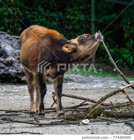 Heck cattle, Bos primigenius taurus or aurochs in the zoo Heck cattle, Bos primigenius taurus or aurochs in the zoo 77486000