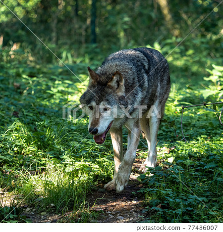 European Grey Wolf, Canis lupus in a german park European Grey Wolf, Canis lupus in a german park 77486007