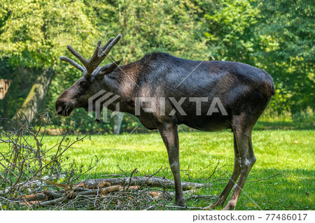 European Moose, Alces alces, also known as the elk 77486017