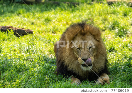 The lion, Panthera leo is one of the four big cats in the genus Panthera 77486019