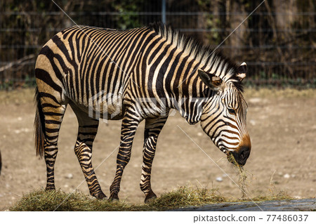 hartmanns mountain zebra