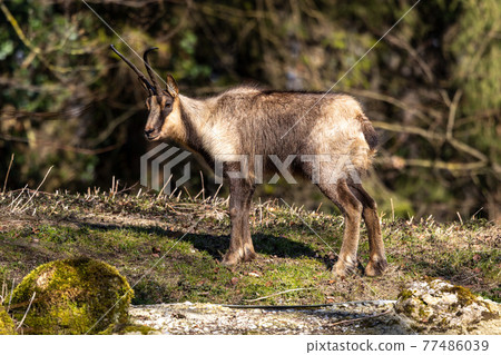 Apennine chamois, Rupicapra pyrenaica ornata, is living in Italy and Spain Apennine chamois, Rupicapra pyrenaica ornata, is living in Italy and Spain 77486039