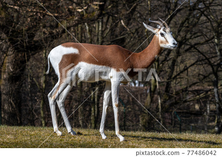 Dama gazelle, Gazella dama mhorr or mhorr gazelle is a species of gazelle 77486042