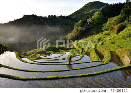  Hase山谷的水稻梯田 77486131