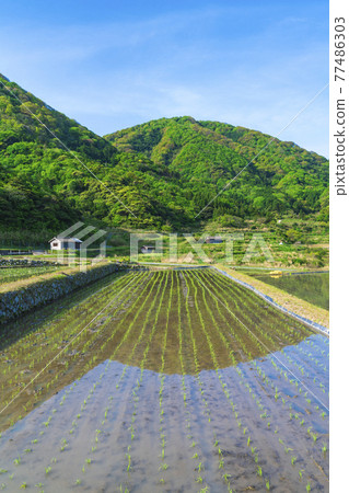 Kyoto Sodeshi Rice Terraces 77486303